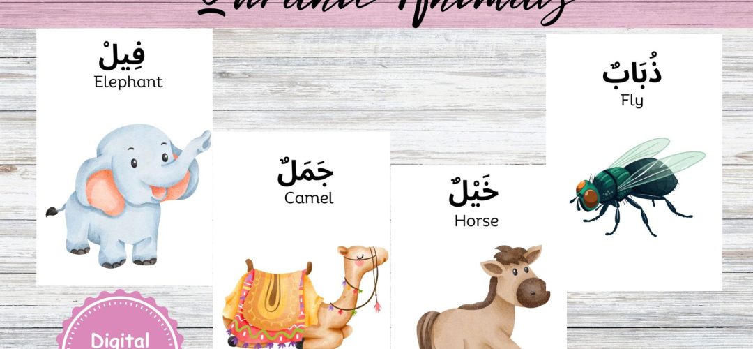 Quranic Animals - Flashcards